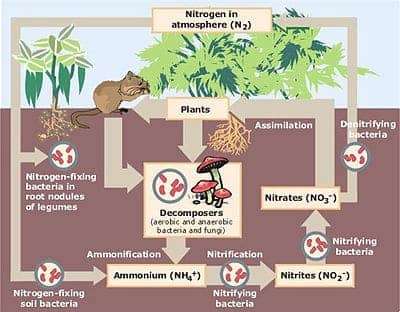 image of nitrogen cycle ecosystem 